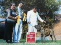 In Memorian - Fila Brasileiro Tigrado - Canil Singular - Podiuns